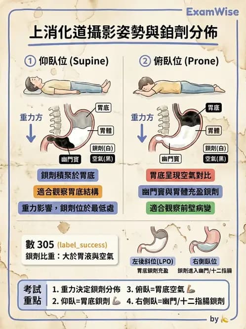 放射 - 消化道造影 - AI 圖文解析預覽