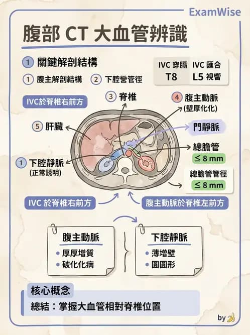 放射 - 胸腹部CT診斷 - AI 圖文解析預覽