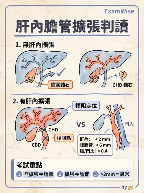 放射 - 膽胰脾超音波 - AI 圖文解析預覽