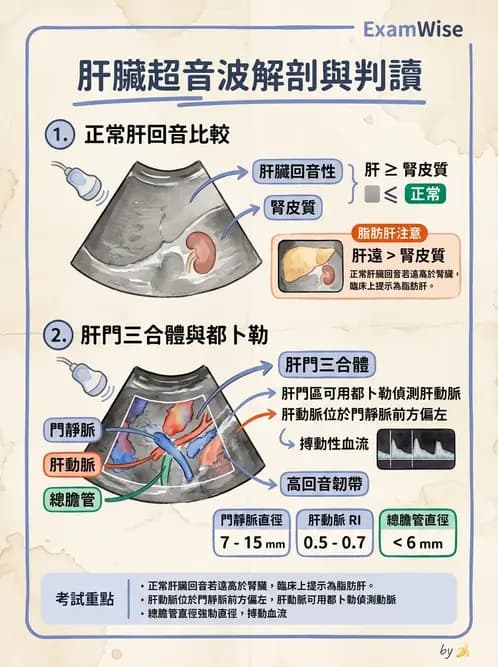放射 - 肝臟超音波 - AI 圖文解析預覽