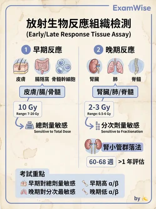 放射 - 細胞與腫瘤動力學 - AI 圖文解析預覽