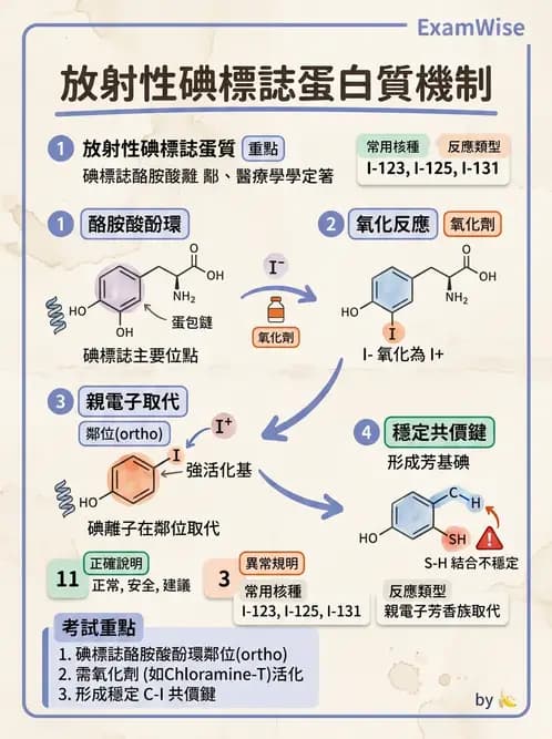 放射 - 抗體製備與標幟技術 - AI 圖文解析預覽