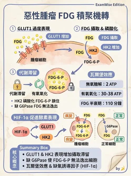 放射 - FDG PET造影 - AI 圖文解析預覽