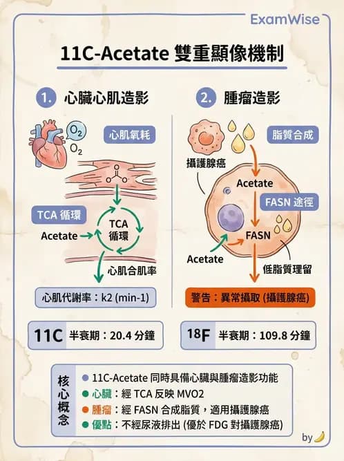 放射 - PET藥物基礎與心臟造影 - AI 圖文解析預覽