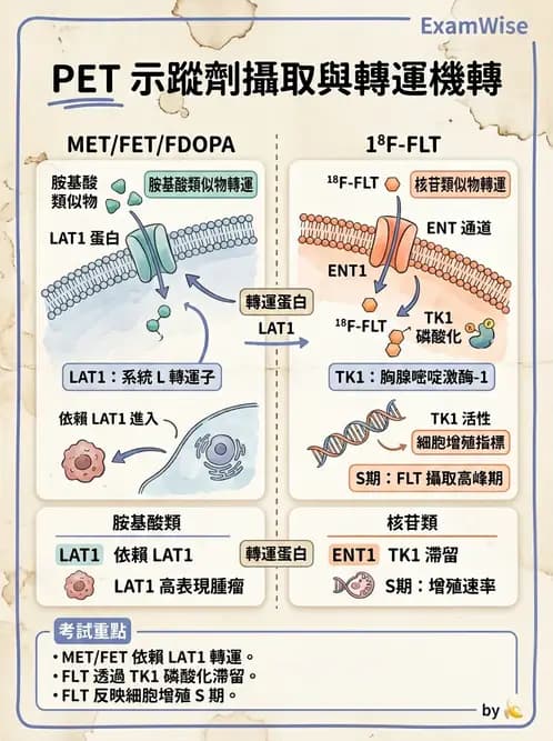放射 - 腫瘤PET藥物 - AI 圖文解析預覽