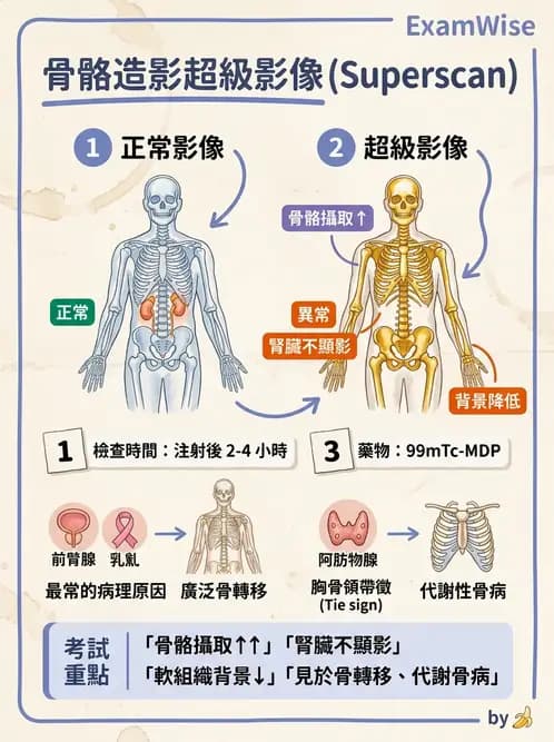 放射 - 骨骼造影 - AI 圖文解析預覽