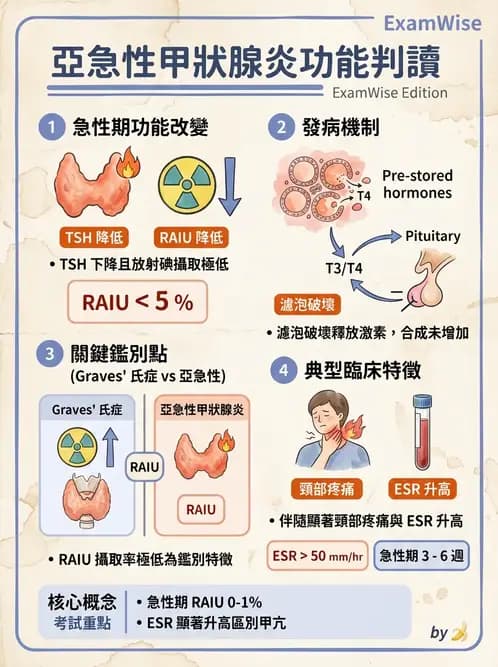 放射 - 甲狀腺造影 - AI 圖文解析預覽