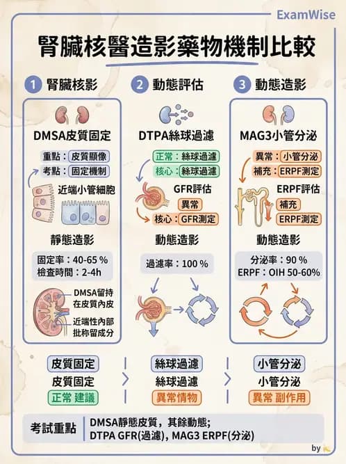 放射 - 腎臟造影 - AI 圖文解析預覽
