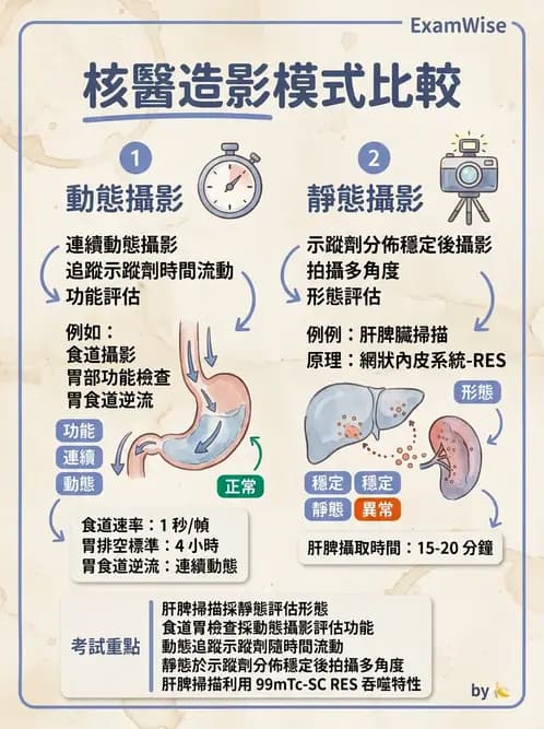 放射 - 消化道造影 - AI 圖文解析預覽
