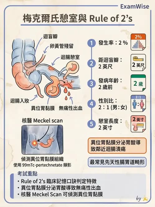 放射 - 消化道造影 - AI 圖文解析預覽
