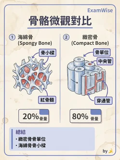護理師 - 骨骼、肌肉系統 - AI 圖文解析預覽