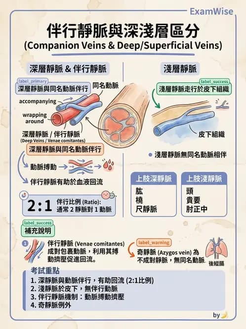護理師 - 循環系統 - AI 圖文解析預覽
