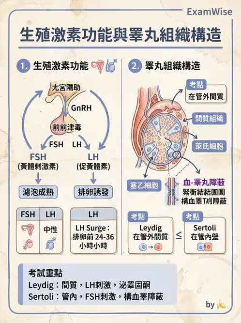 護理師 - 泌尿生殖系統 - AI 圖文解析預覽