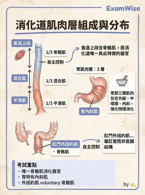 護理師 - 消化道 - AI 圖文解析預覽