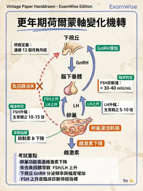 護理師 - 生殖系統 - AI 圖文解析預覽