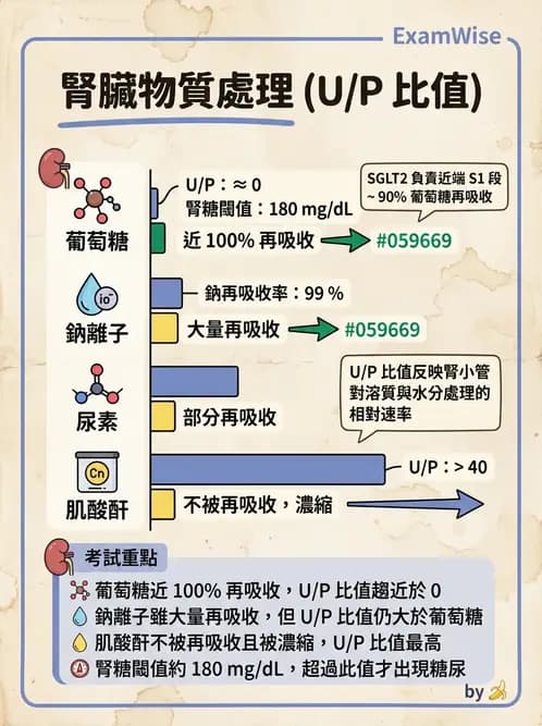 護理師 - 泌尿系統 - AI 圖文解析預覽