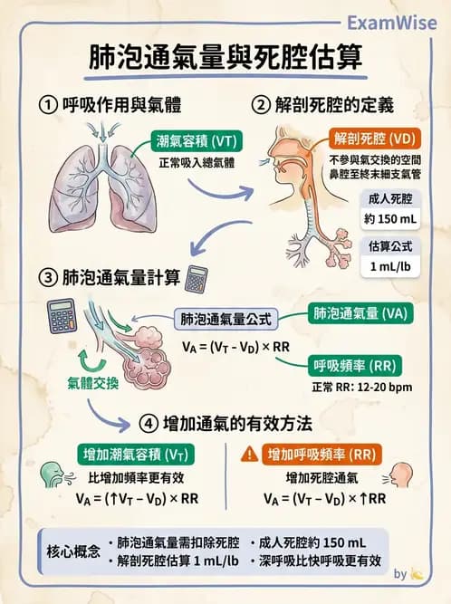 護理師 - 呼吸系統 - AI 圖文解析預覽