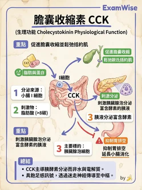 護理師 - 消化系統 - AI 圖文解析預覽