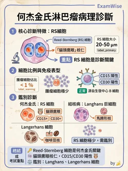 護理師 - 造血及淋巴系統 - AI 圖文解析預覽
