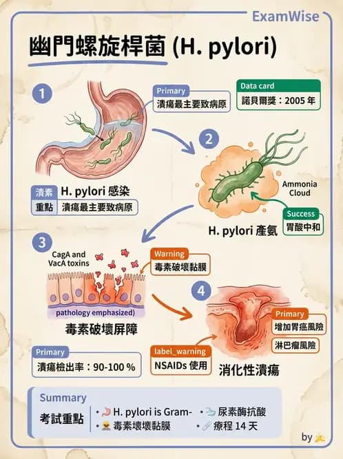護理師 - 消化及肝膽/胰系統 - AI 圖文解析預覽