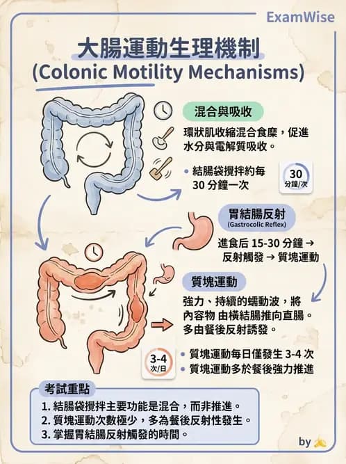 護理師 - 腸道排泄與灌腸護理 - AI 圖文解析預覽