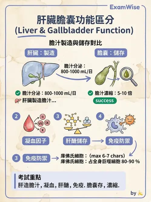護理師 - 肝膽胰疾病 - AI 圖文解析預覽