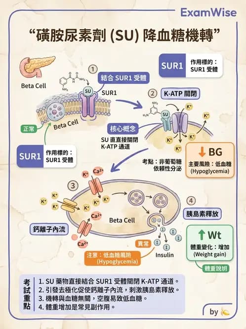 護理師 - 糖尿病基礎與藥物治療 - AI 圖文解析預覽