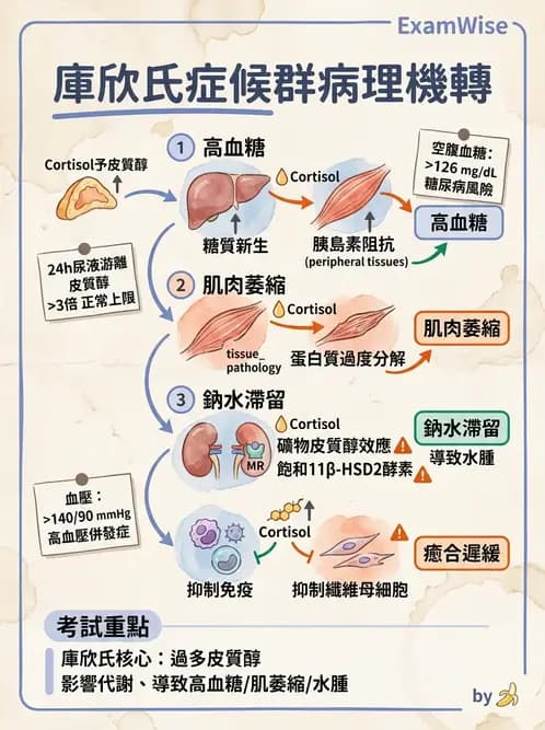 護理師 - 腎上腺與腦下垂體疾病 - AI 圖文解析預覽
