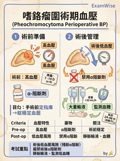護理師 - 腎上腺與腦下垂體疾病 - AI 圖文解析預覽