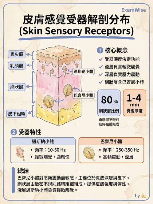 護理師 - 概論、皮膚系統、內分泌系統 - AI 圖文解析預覽