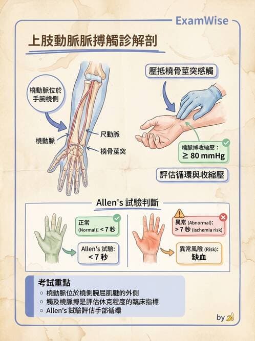 護理師 - 循環系統 - AI 圖文解析預覽