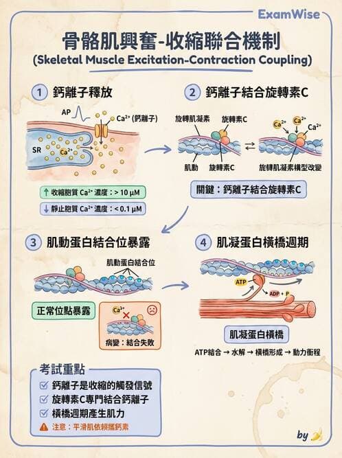 護理師 - 肌肉 - AI 圖文解析預覽