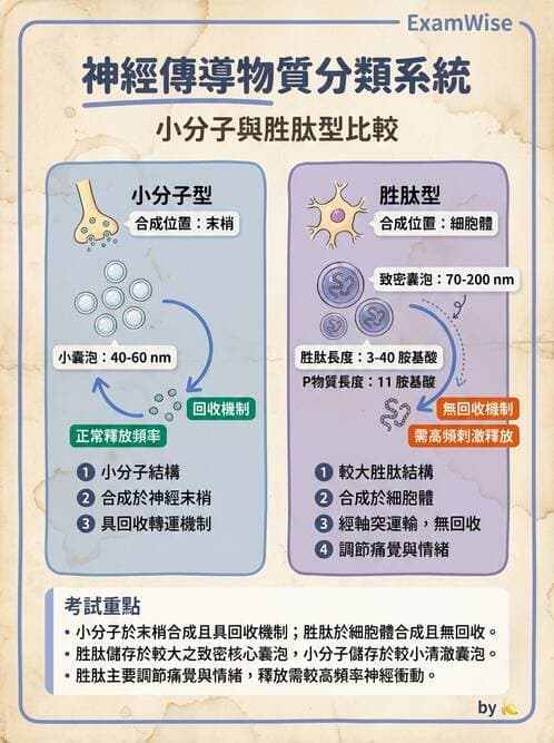 護理師 - 神經傳導、突觸與反射 - AI 圖文解析預覽