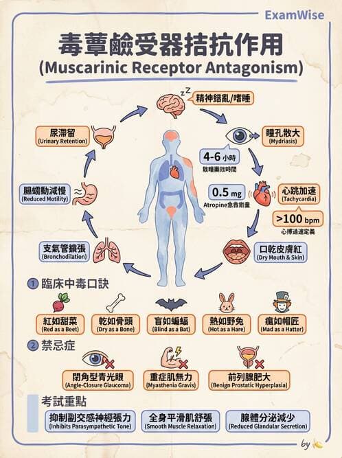 護理師 - 自主神經系統作用藥物 - AI 圖文解析預覽