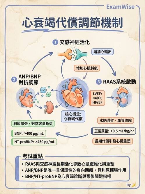 護理師 - 呼吸、循環系統 - AI 圖文解析預覽
