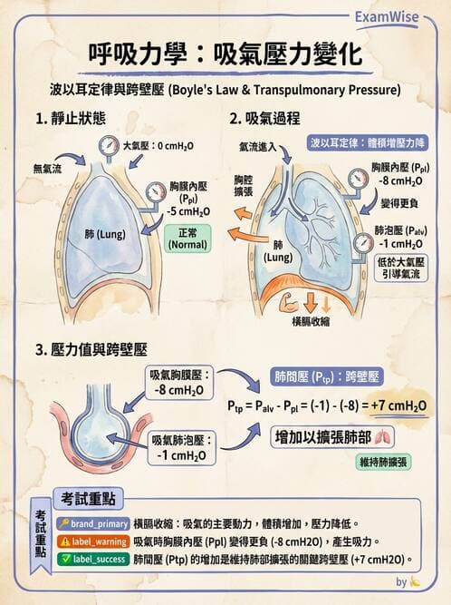 護理師 - 呼吸系統 - AI 圖文解析預覽