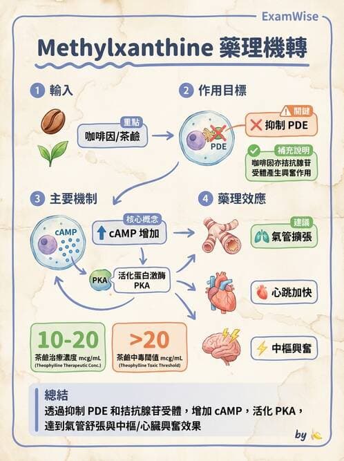 護理師 - 自主神經系統作用藥物 - AI 圖文解析預覽