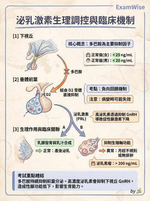 護理師 - 內分泌系統 - AI 圖文解析預覽