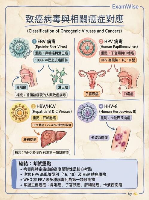護理師 - DNA 病毒與肝炎病毒 - AI 圖文解析預覽