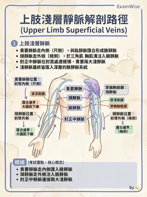護理師 - 循環系統 - AI 圖文解析預覽