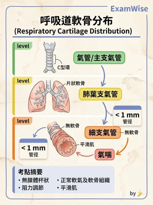 護理師 - 呼吸系統 - AI 圖文解析預覽
