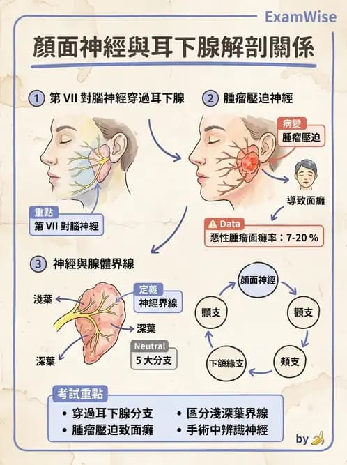 護理師 - 消化道 - AI 圖文解析預覽