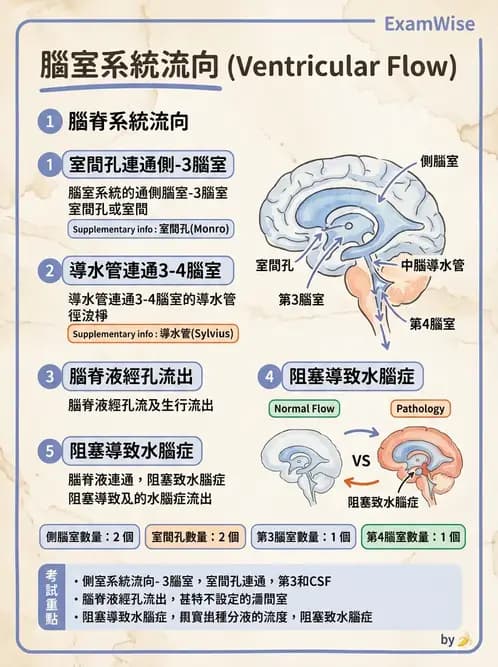 護理師 - 神經系統 - AI 圖文解析預覽