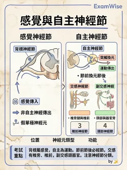 護理師 - 腦功能、自主神經與感覺 - AI 圖文解析預覽