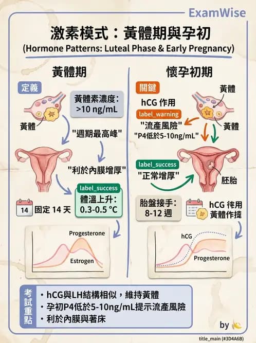 護理師 - 生殖系統 - AI 圖文解析預覽