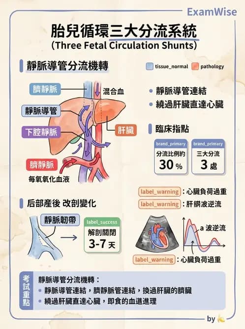 護理師 - 循環系統 - AI 圖文解析預覽
