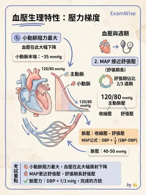 護理師 - 循環系統 - AI 圖文解析預覽