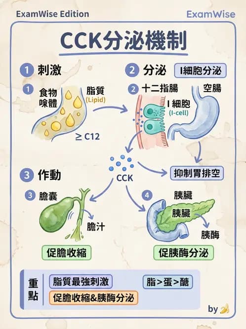 護理師 - 消化系統 - AI 圖文解析預覽