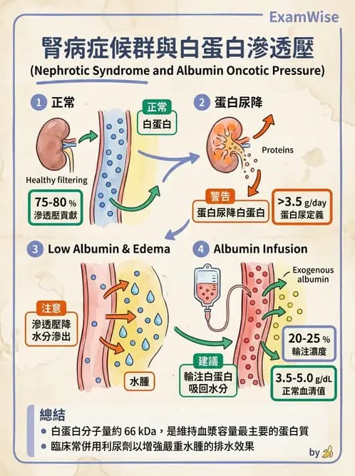 護理師 - 體液平衡 - AI 圖文解析預覽