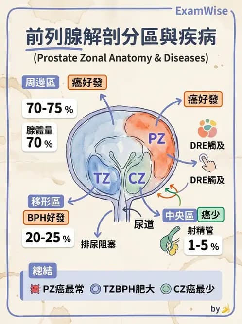 護理師 - 泌尿及男性生殖系統 - AI 圖文解析預覽
